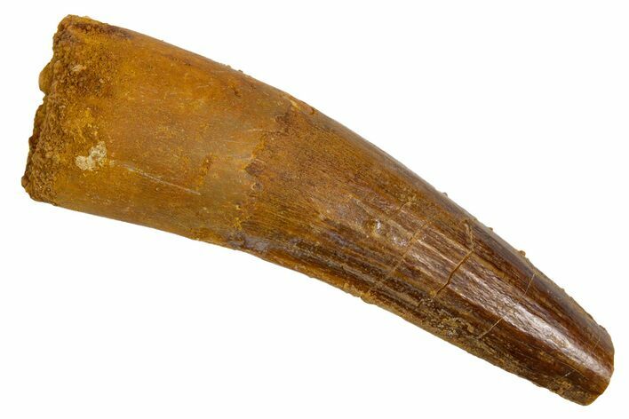 Fossil Spinosaurus Tooth - Real Dinosaur Tooth #305673